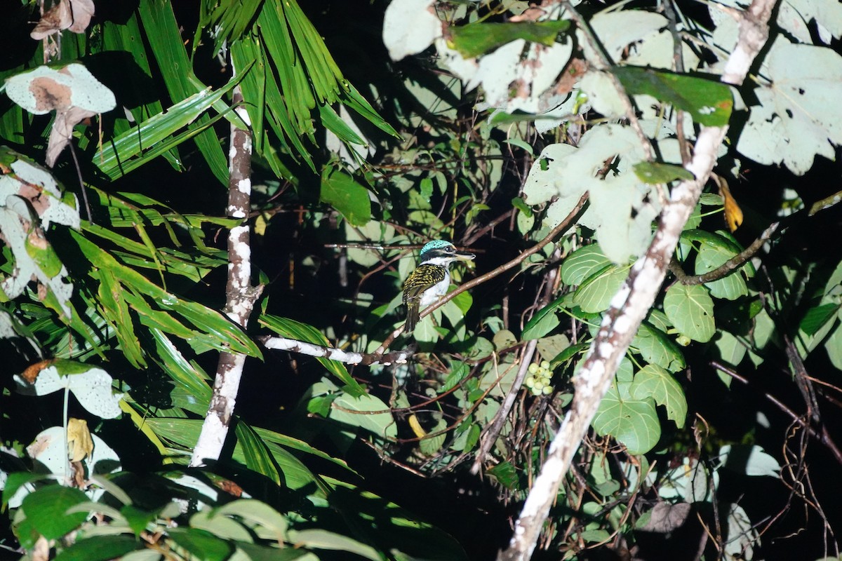 Hook-billed Kingfisher - ML636147980