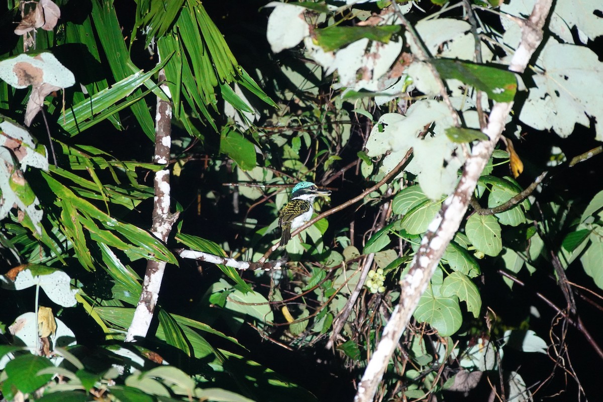 Hook-billed Kingfisher - ML636147981