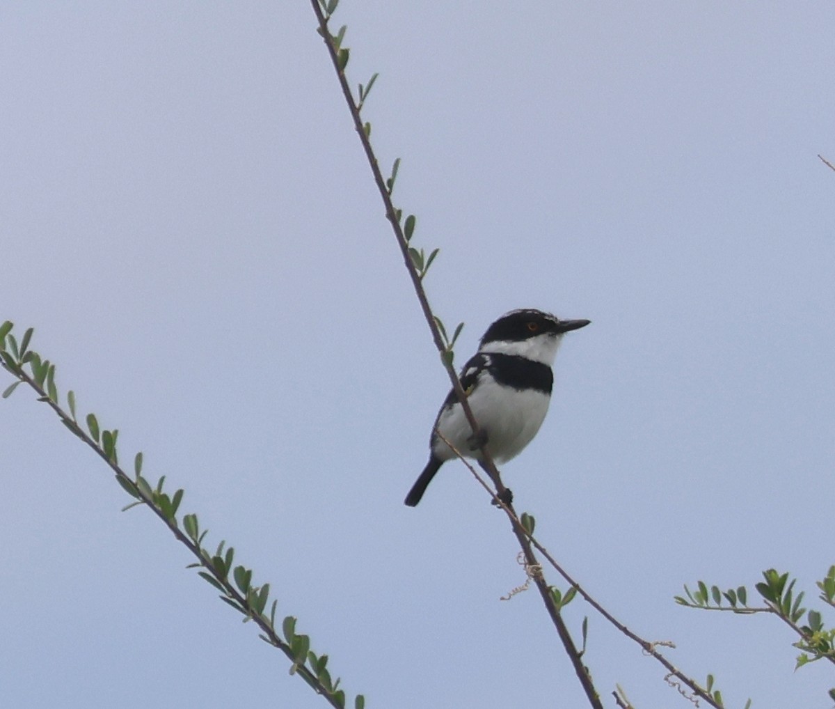 Pygmy Batis - ML636147983