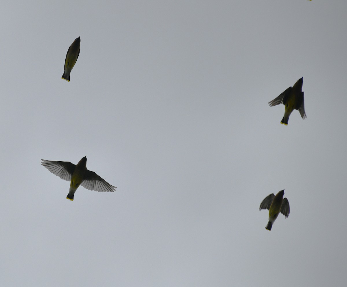 Cedar Waxwing - ML636148144