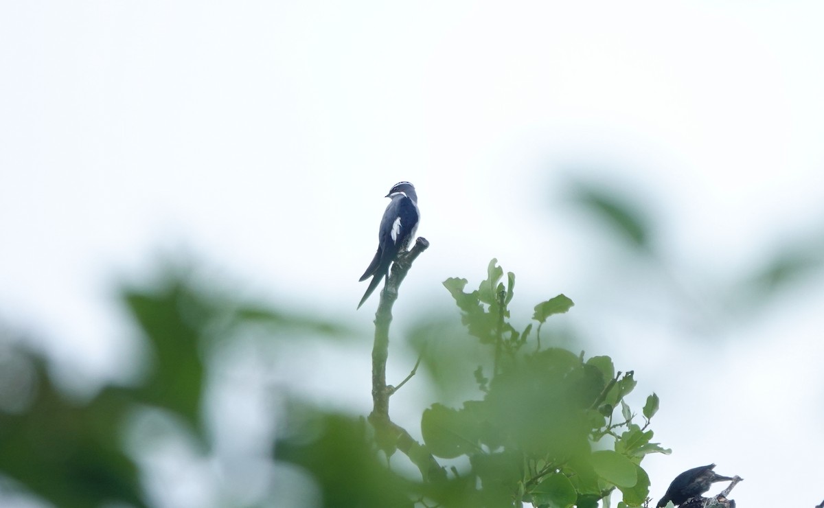 Moustached Treeswift - ML636148147