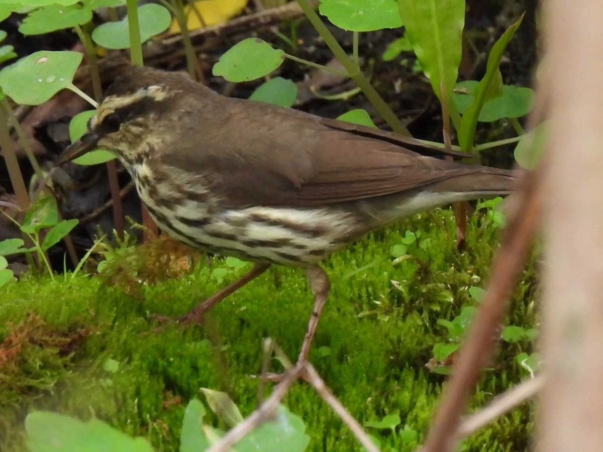 Northern Waterthrush - ML636148187