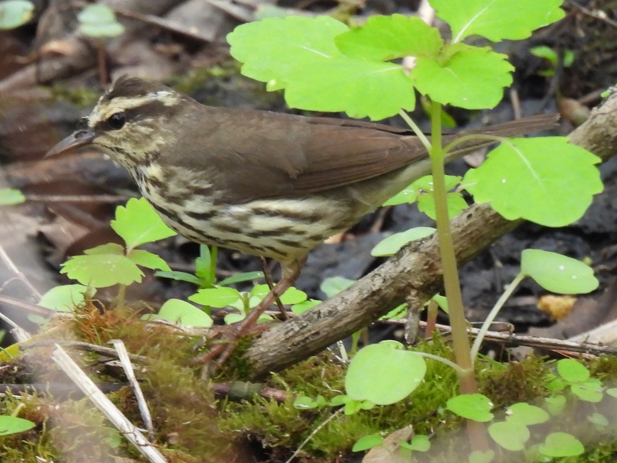 Northern Waterthrush - ML636148188