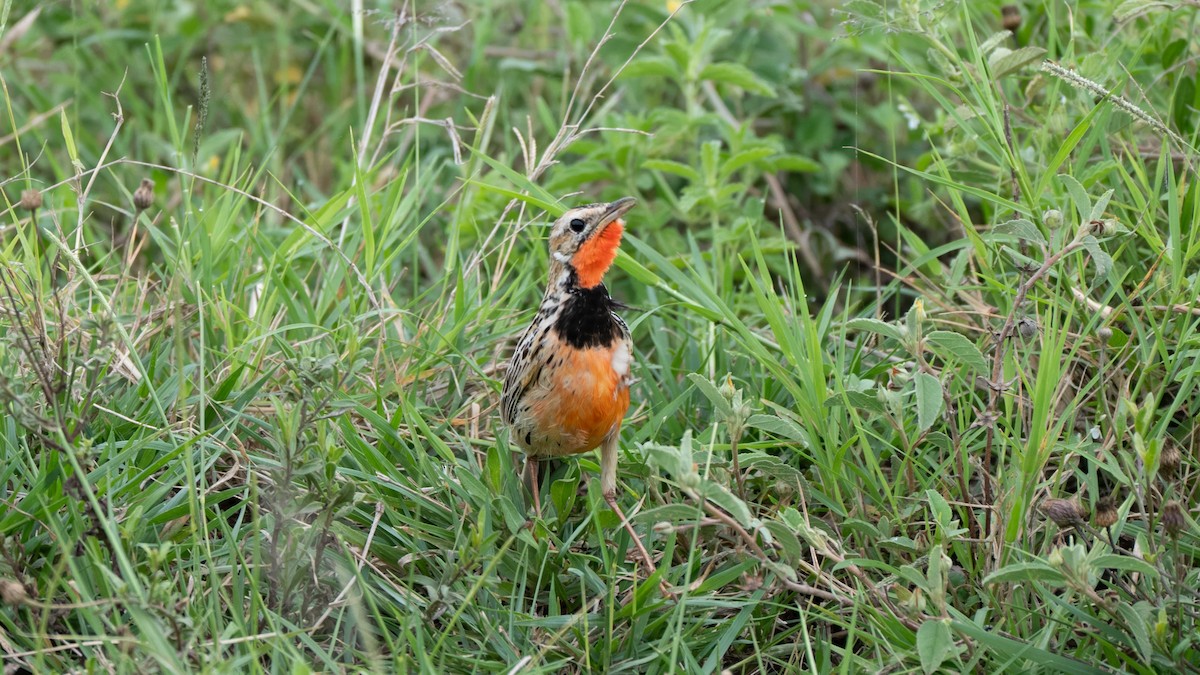 Rosy-throated Longclaw - ML636148357