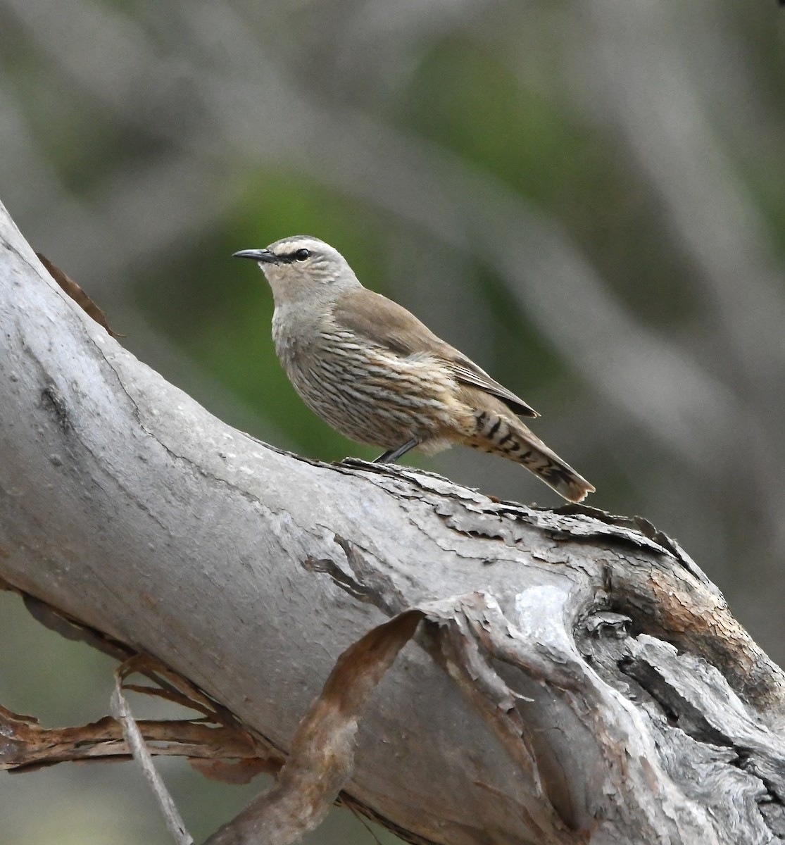White-browed Treecreeper - ML636148408