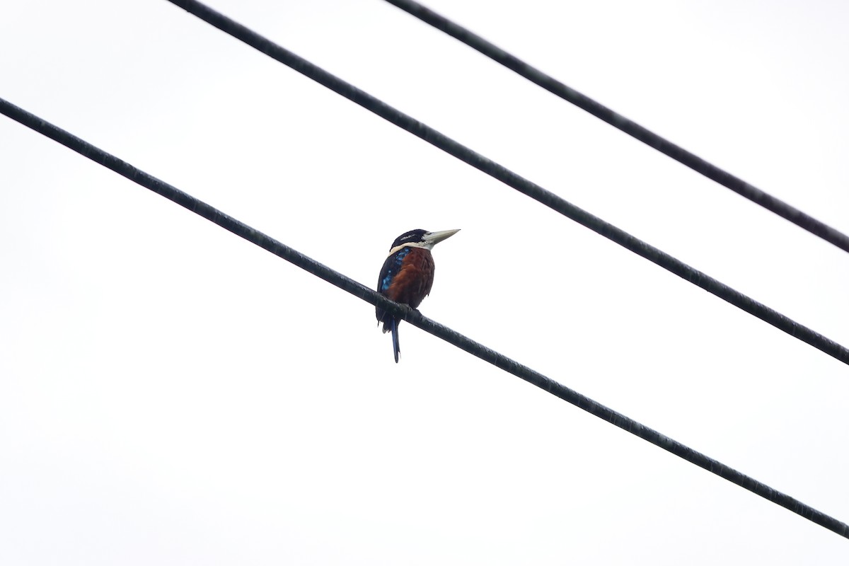 Rufous-bellied Kookaburra - ML636148485