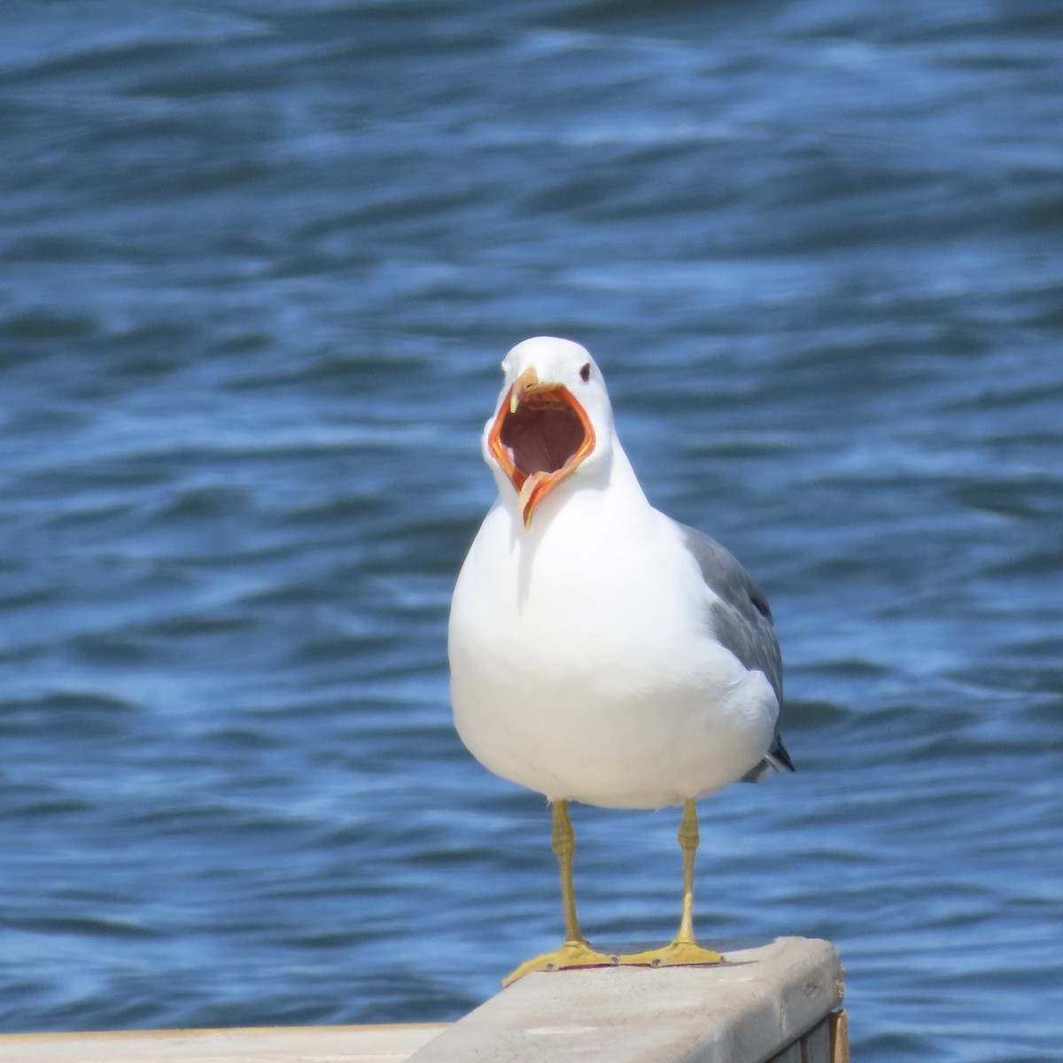 California Gull - ML636148487