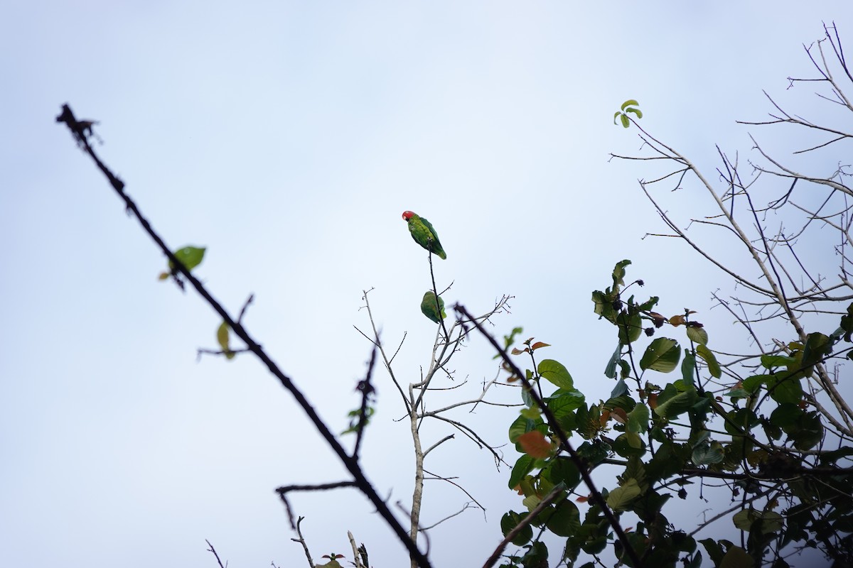 Red-cheeked Parrot - ML636148494