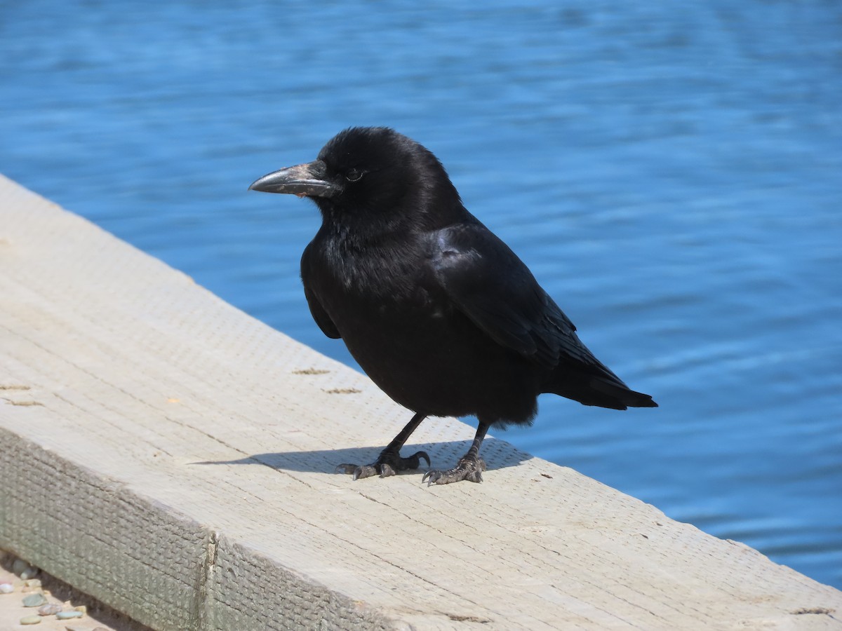 American Crow - ML636148509