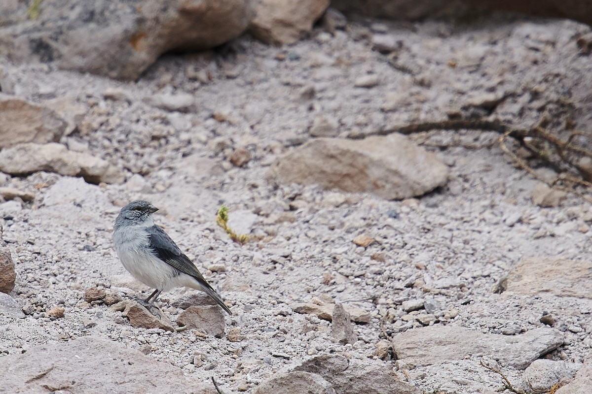 ノドジロヤマシトド - ML636148602