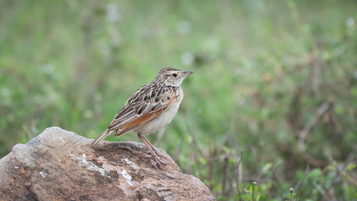 Rufous-naped Lark (Serengeti) - ML636148607