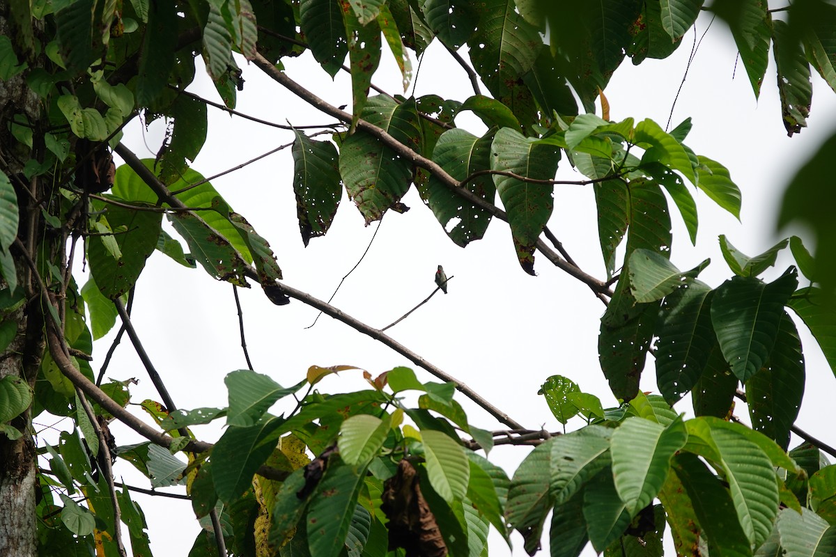 Olive-crowned Flowerpecker - ML636148644