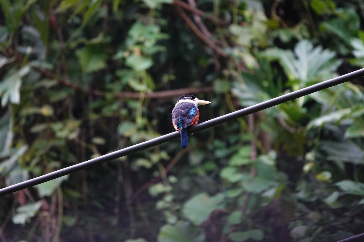 Rufous-bellied Kookaburra - ML636148670