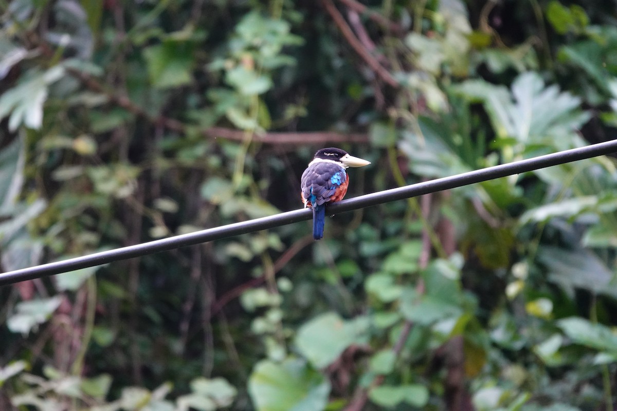 Rufous-bellied Kookaburra - ML636148674