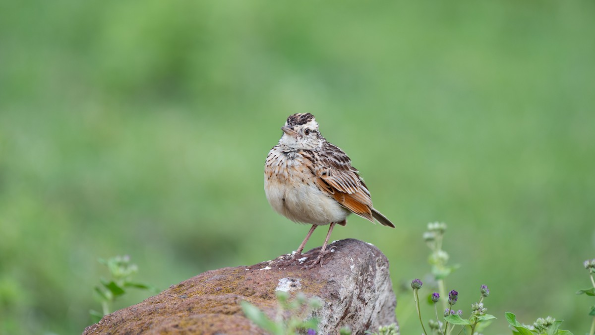 Rufous-naped Lark (Serengeti) - ML636148717