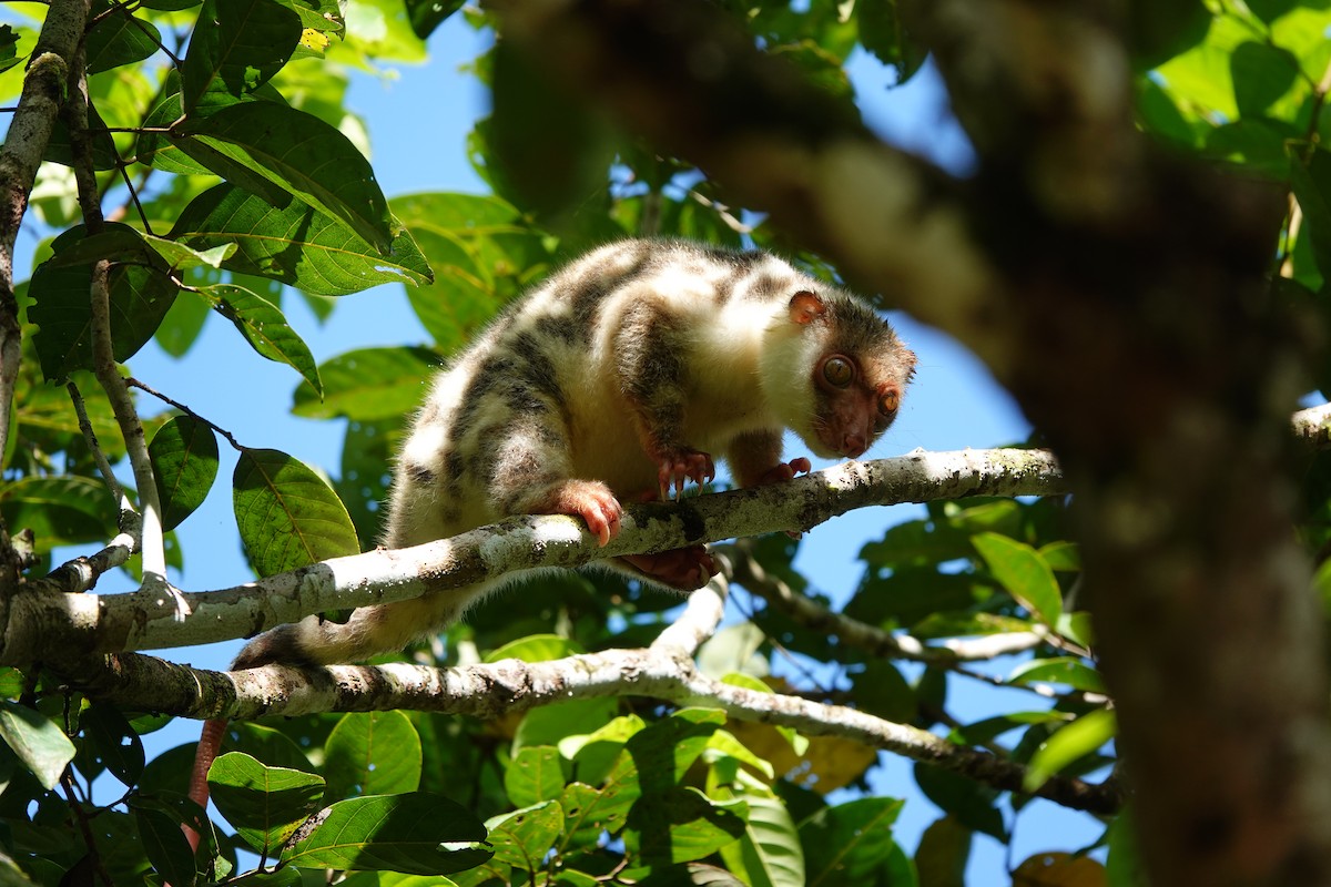 Waigeo Spotted Cuscus - ML636148727