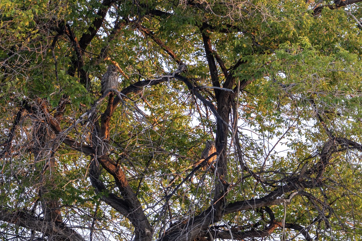 Great Horned Owl - ML636148745