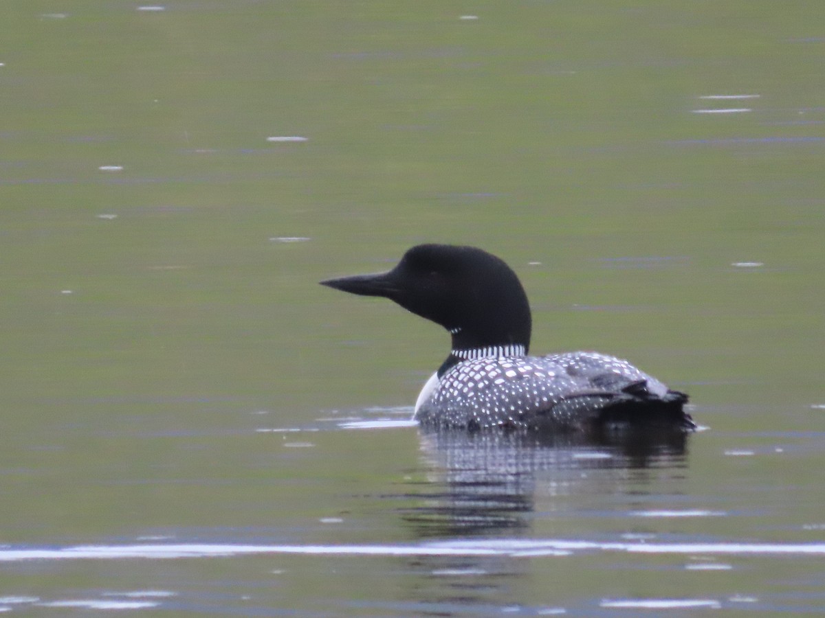 Common Loon - ML636148762