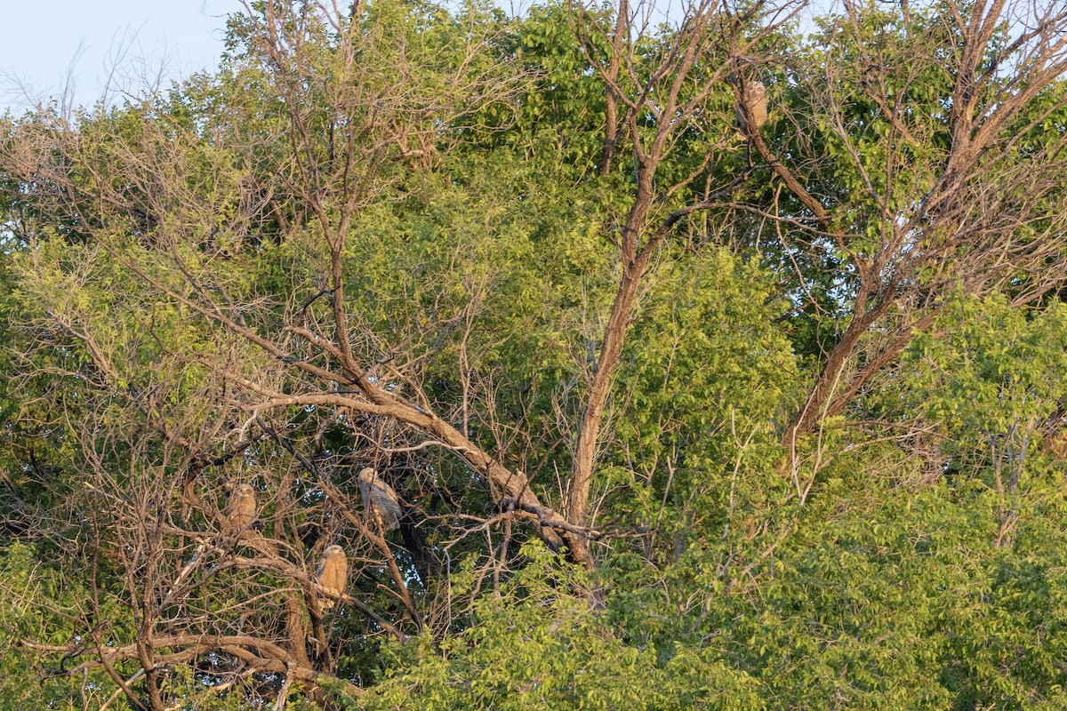 Great Horned Owl - ML636148763
