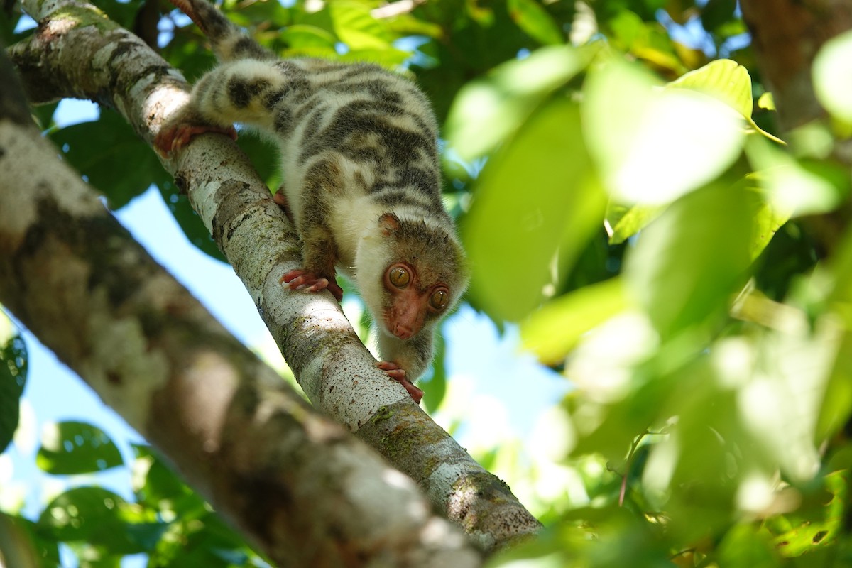 Waigeo Spotted Cuscus - ML636148782
