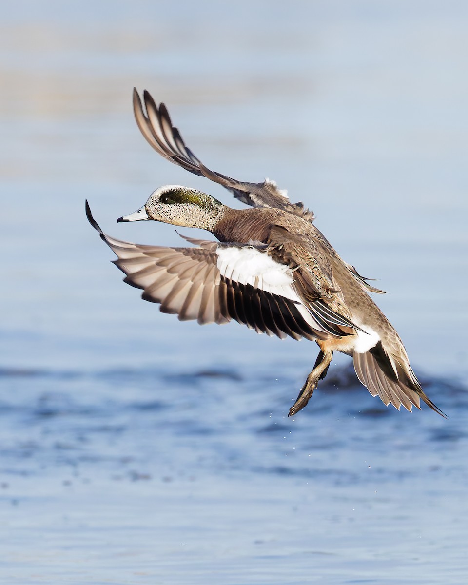 American Wigeon - ML636148787