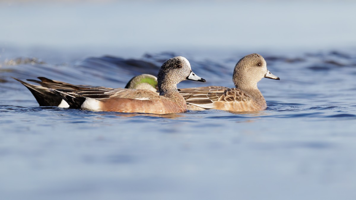 American Wigeon - ML636148788