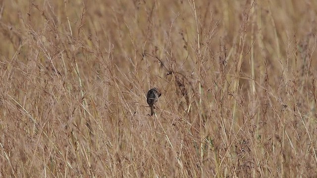 Levaillant's Cisticola - ML636148792