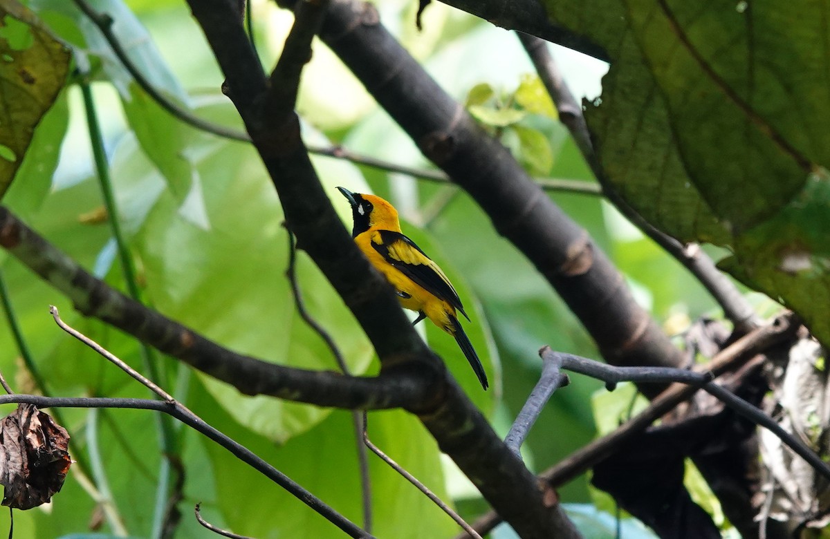 Golden Monarch - ML636148797