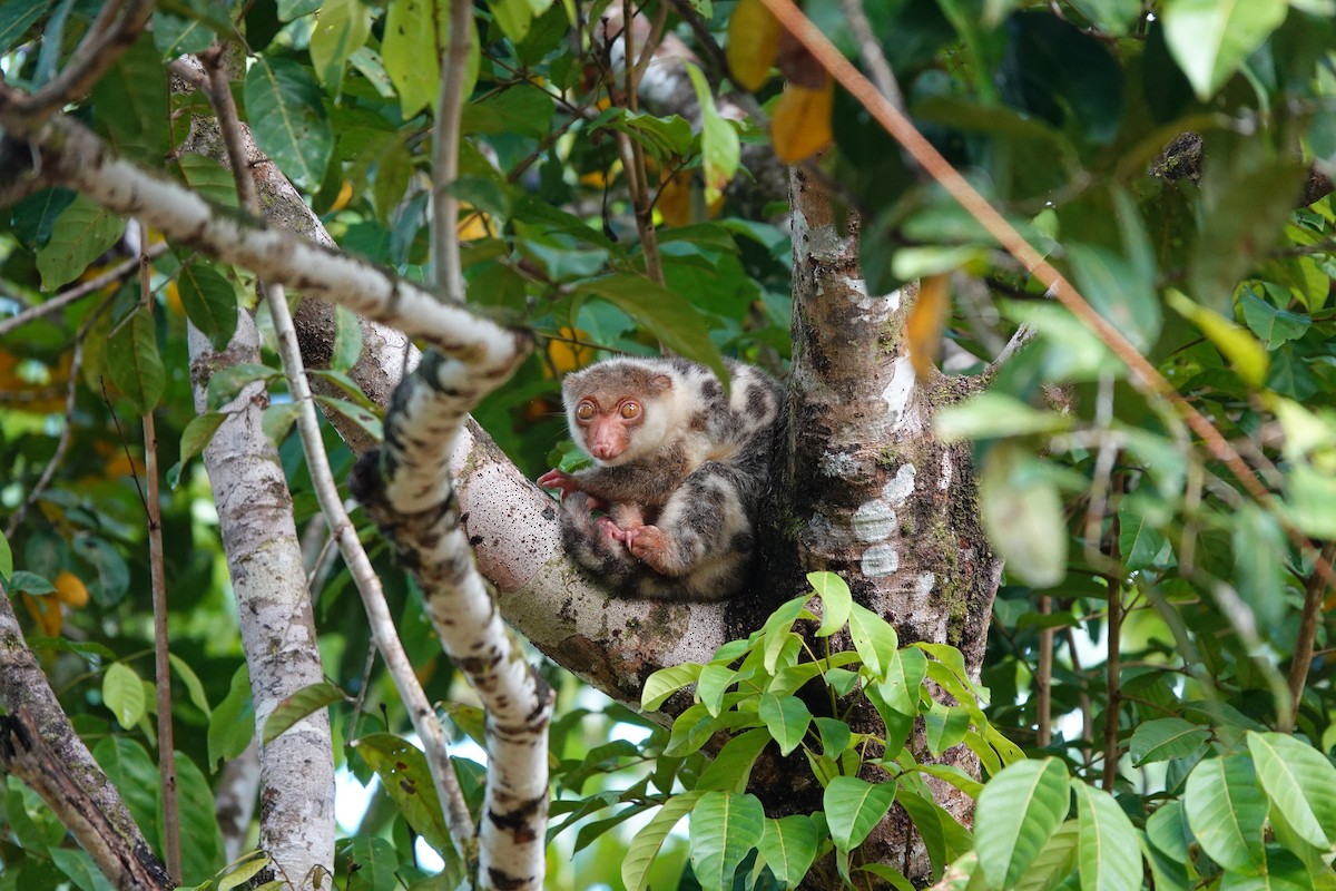 Waigeo Spotted Cuscus - ML636148800