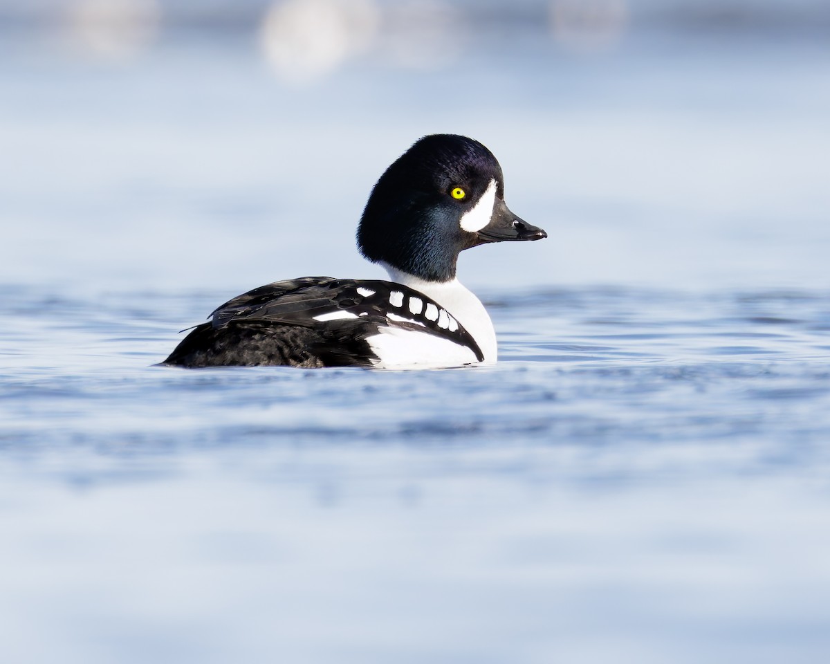 Barrow's Goldeneye - ML636148803