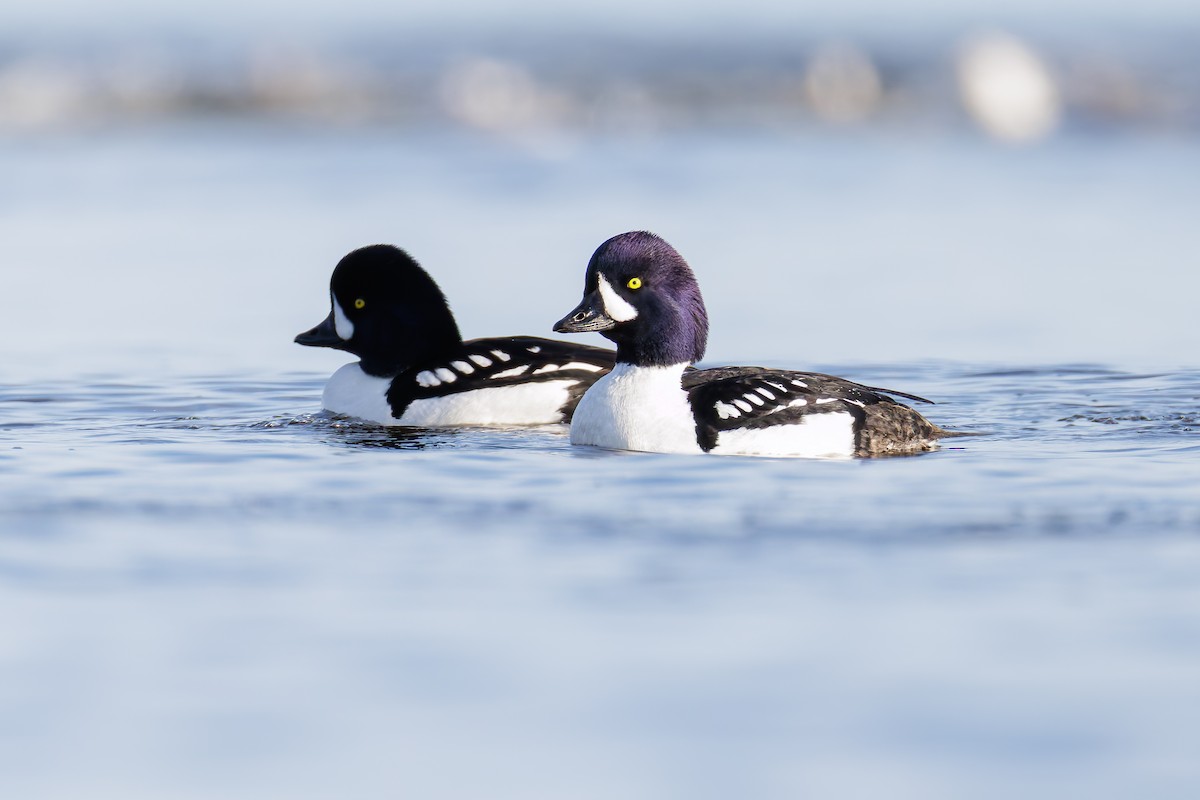 Barrow's Goldeneye - ML636148804
