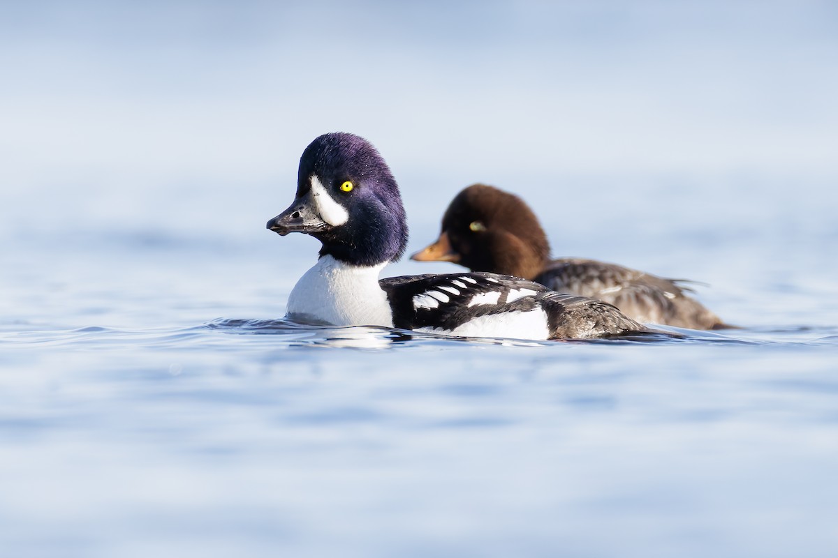 Barrow's Goldeneye - ML636148805