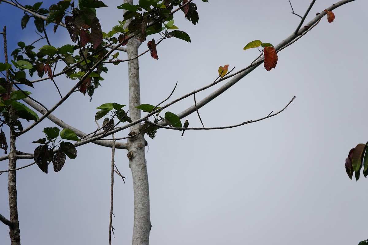 Rainbow Bee-eater - ML636148816