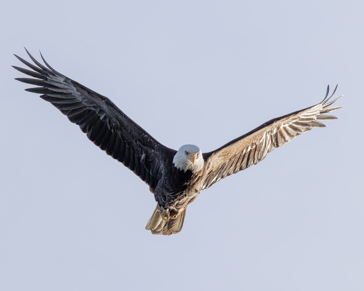 Bald Eagle - ML636148818