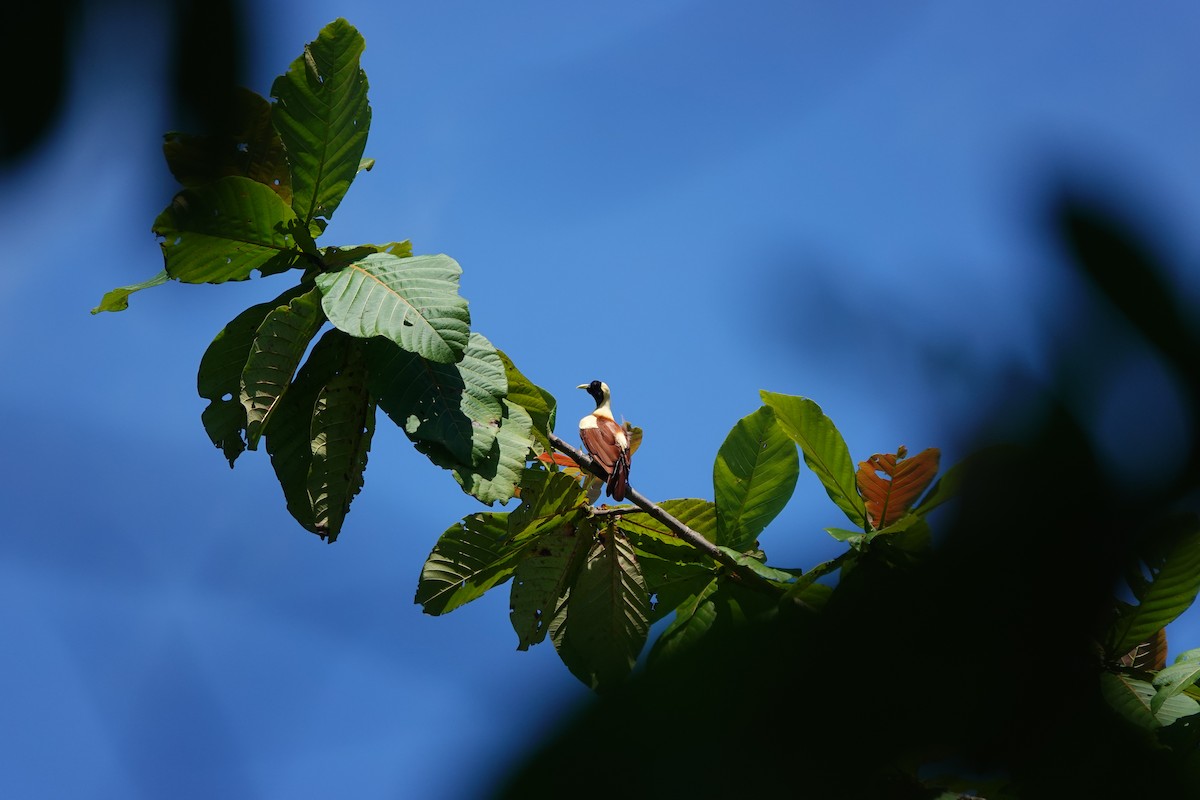 Red Bird-of-Paradise - ML636148842