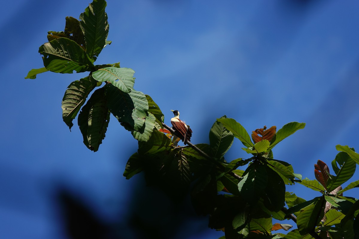 Red Bird-of-Paradise - ML636148851