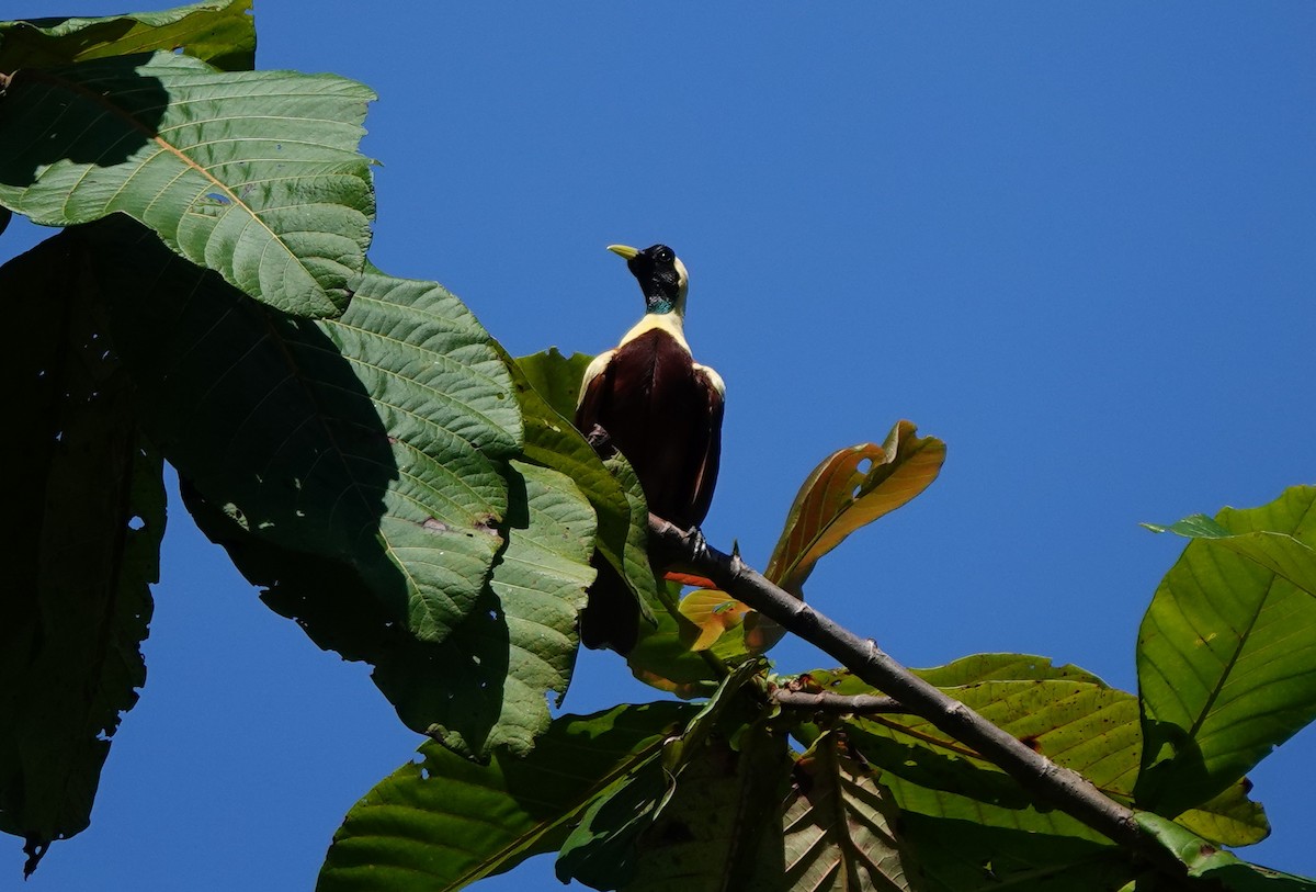 Red Bird-of-Paradise - ML636148863