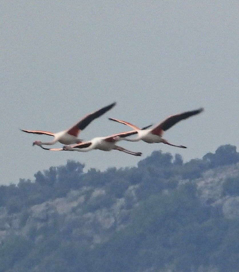rosenflamingo - ML636148887