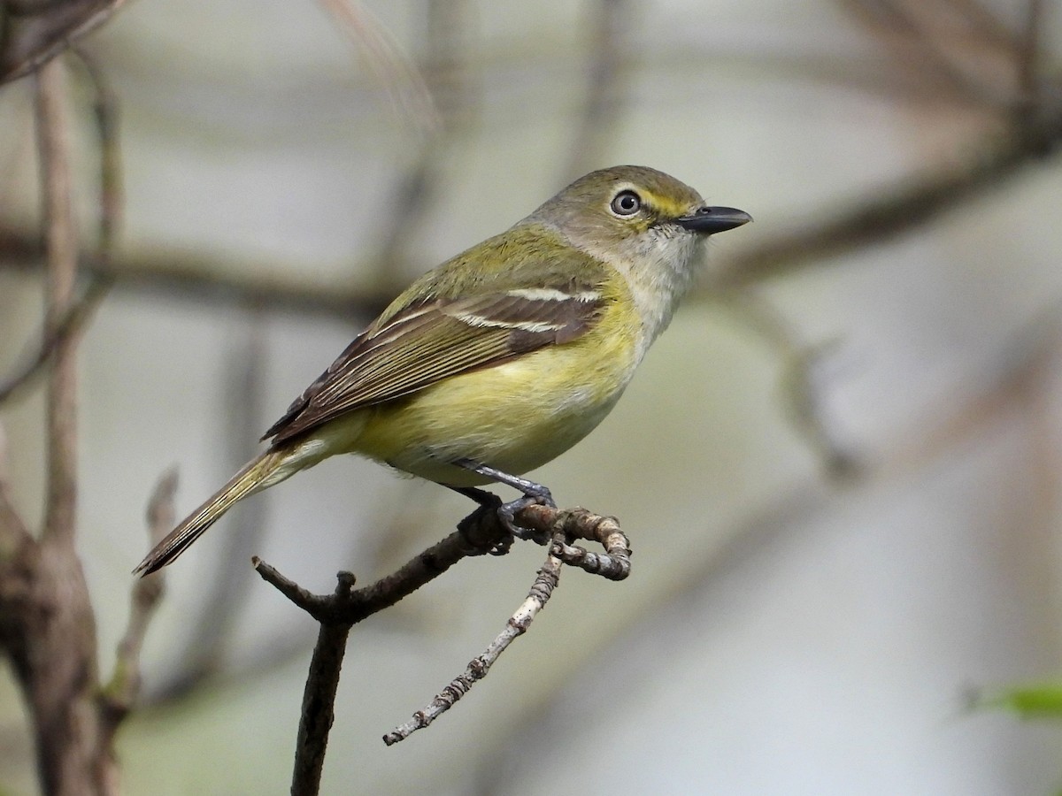 hvitøyevireo - ML636148891