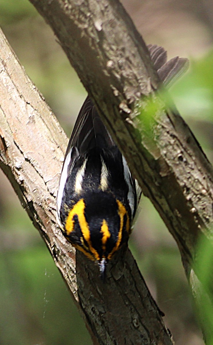 hemlokkparula - ML636148897