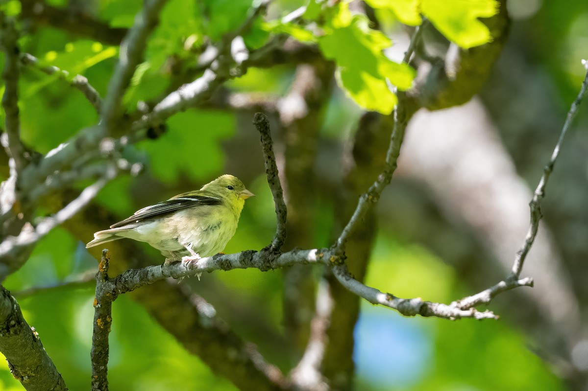 gulstillits - ML636148900