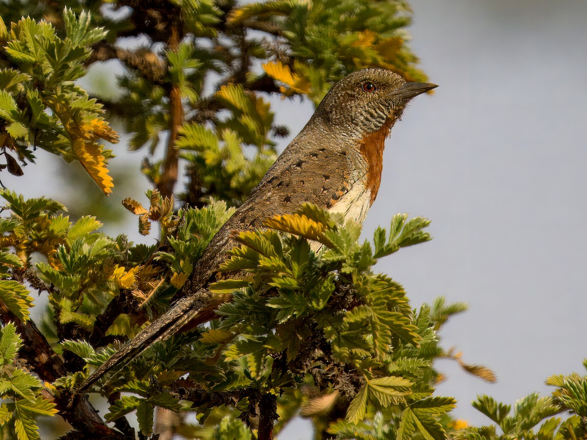 Red-throated Wryneck - ML636148906