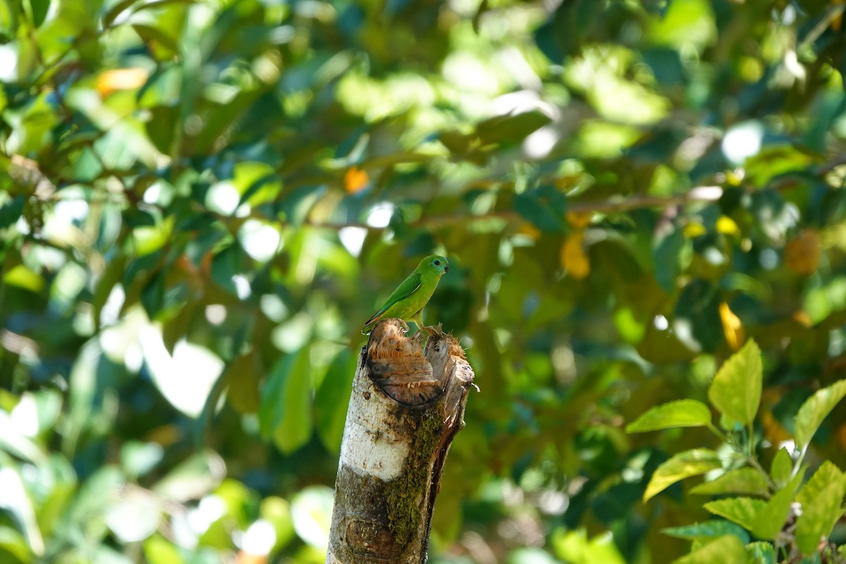 Papuan Hanging-Parrot - ML636148907