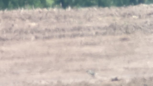Буурал сүвээ цагаан - ML636148964