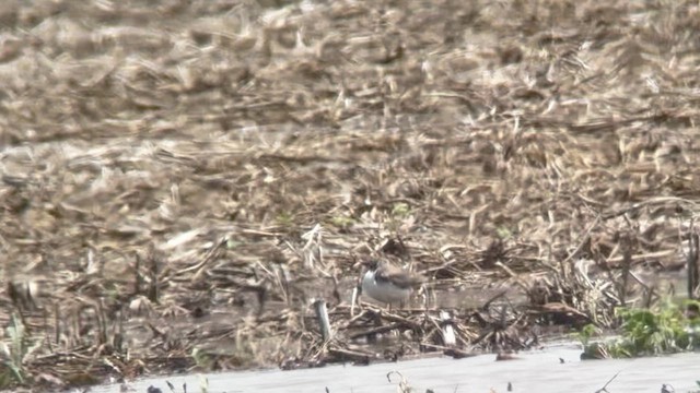 Semipalmated Plover - ML636148970