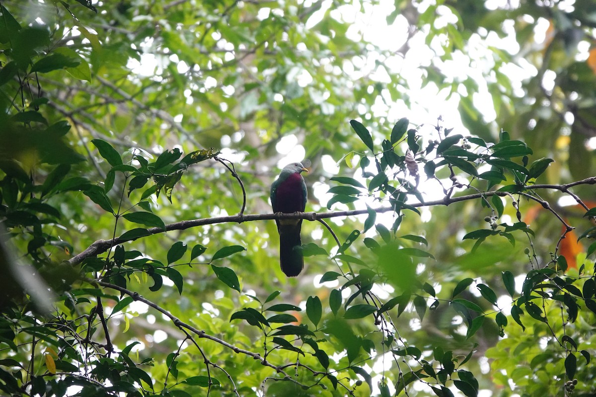 Wompoo Fruit-Dove - ML636148988