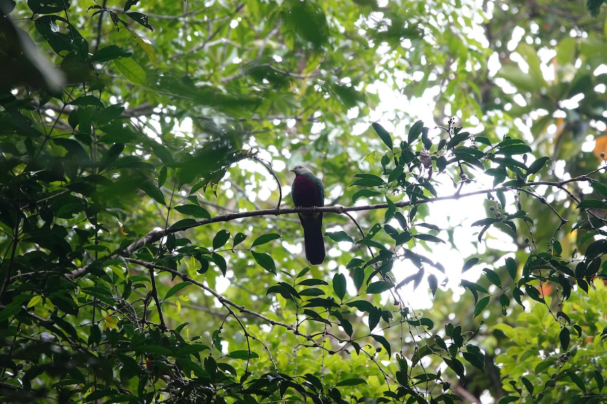 Wompoo Fruit-Dove - ML636148992