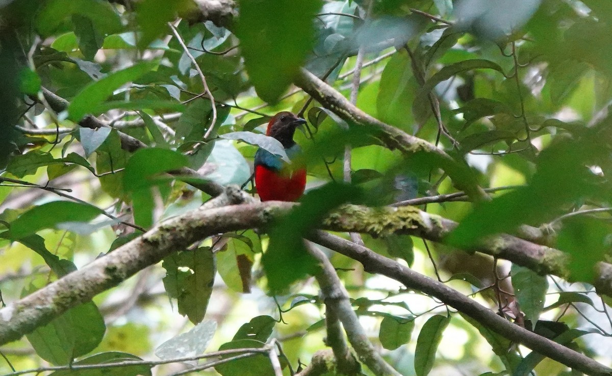 Papuan Pitta - ML636149007