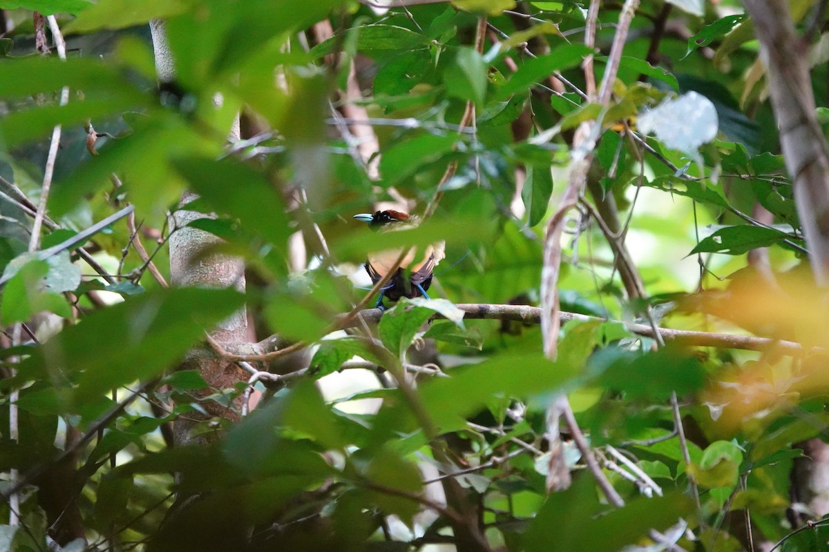 Magnificent Bird-of-Paradise - ML636149021