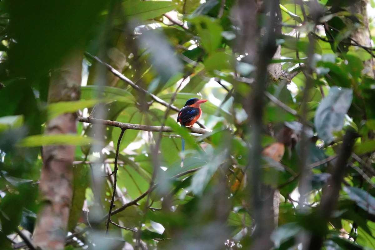 Red-breasted Paradise-Kingfisher - ML636149044